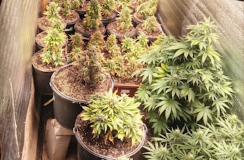 Саратовец оборудовал за шкафом тайную комнату с плантацией конопли